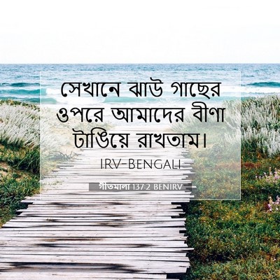 Picture 07 - গীতমালা 137:2 BENIRV - সেখানে ঝাউ গাছের - Bible Verse Picture