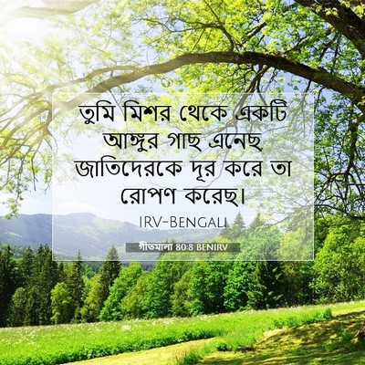 Picture 07 - গীতমালা 80:8 BENIRV - তুমি মিশর থেকে - Bible Verse Picture