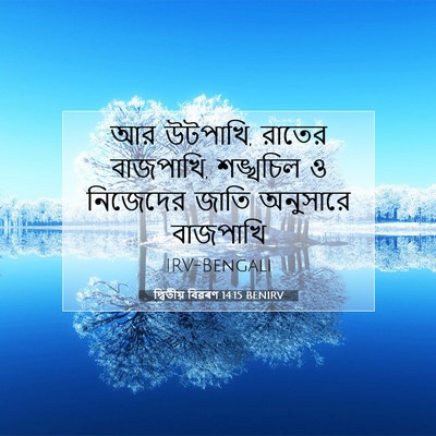 Picture 07 - দ্বিতীয় বিৱৰণ 14:15 BENIRV - আর উটপাখি, রাতের - Bible Verse Picture