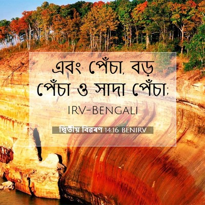Picture 07 - দ্বিতীয় বিৱৰণ 14:16 BENIRV - এবং পেঁচা, বড় - Bible Verse Picture