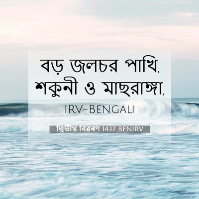 Picture 07 - দ্বিতীয় বিৱৰণ 14:17 BENIRV - বড় জলচর পাখি, - Bible Verse Picture