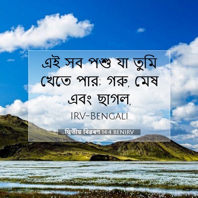 Picture 07 - দ্বিতীয় বিৱৰণ 14:4 BENIRV - এই সব পশু যা তুমি - Bible Verse Picture