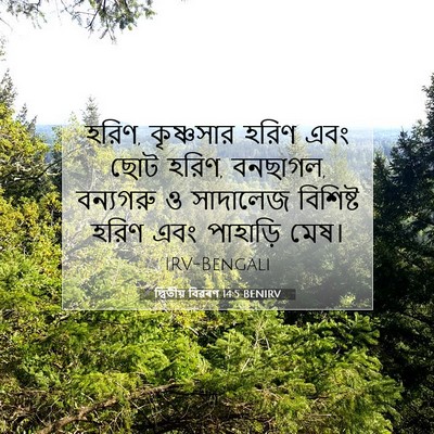Picture 07 - দ্বিতীয় বিৱৰণ 14:5 BENIRV - হরিণ, কৃষ্ণসার - Bible Verse Picture
