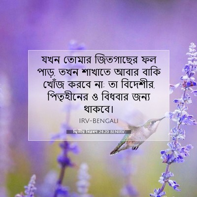 Picture 07 - দ্বিতীয় বিৱৰণ 24:20 BENIRV - যখন তোমার - Bible Verse Picture
