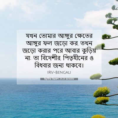 Picture 07 - দ্বিতীয় বিৱৰণ 24:21 BENIRV - যখন তোমার আঙ্গুর - Bible Verse Picture
