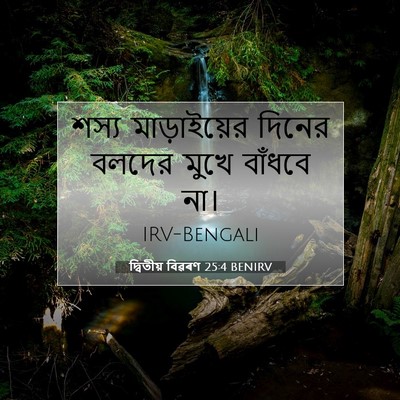 Picture 07 - দ্বিতীয় বিৱৰণ 25:4 BENIRV - শস্য মাড়াইয়ের - Bible Verse Picture