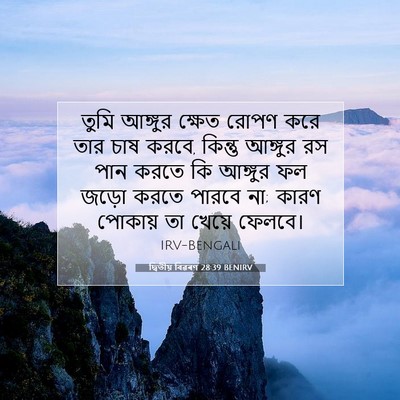 Picture 07 - দ্বিতীয় বিৱৰণ 28:39 BENIRV - তুমি আঙ্গুর ক্ষেত - Bible Verse Picture