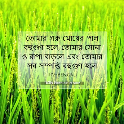 Picture 07 - দ্বিতীয় বিৱৰণ 8:13 BENIRV - তোমার গরু মোষের - Bible Verse Picture