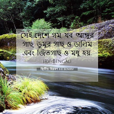 Picture 07 - দ্বিতীয় বিৱৰণ 8:8 BENIRV - সেই দেশে গম, যব, - Bible Verse Picture