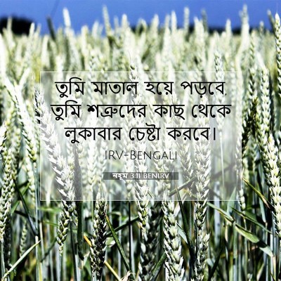 Picture 07 - নহূম 3:11 BENIRV - তুমি মাতাল হয়ে - Bible Verse Picture