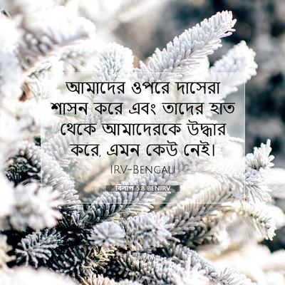 Picture 07 - বিলাপ 5:8 BENIRV - আমাদের ওপরে - Bible Verse Picture
