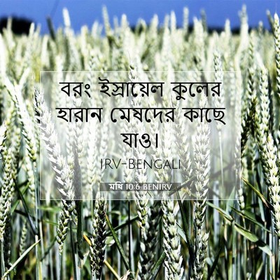 Picture 07 - মথি 10:6 BENIRV - বরং ইস্রায়েল - Bible Verse Picture