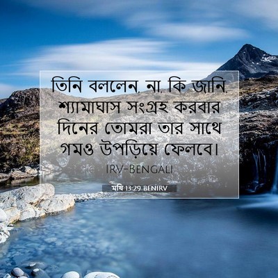 Picture 07 - মথি 13:29 BENIRV - তিনি বললেন, না, কি - Bible Verse Picture