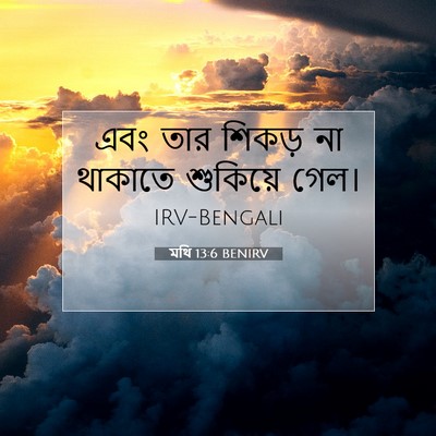 Picture 07 - মথি 13:6 BENIRV - এবং তার শিকড় না - Bible Verse Picture