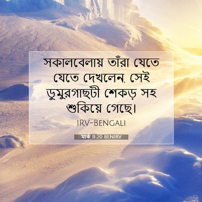 Picture 07 - মার্ক 11:20 BENIRV - সকালবেলায় তাঁরা - Bible Verse Picture