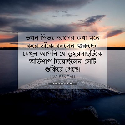 Picture 07 - মার্ক 11:21 BENIRV - তখন পিতর আগের কথা - Bible Verse Picture