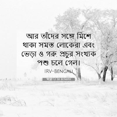 Picture 07 - যাত্ৰা 12:38 BENIRV - আর তাঁদের সঙ্গে - Bible Verse Picture