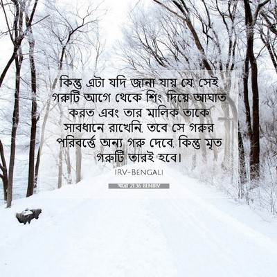 Picture 07 - যাত্ৰা 21:36 BENIRV - কিন্তু এটা যদি - Bible Verse Picture