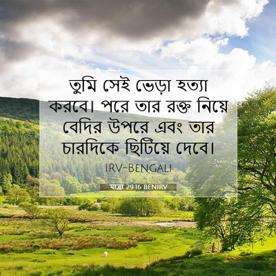 Picture 07 - যাত্ৰা 29:16 BENIRV - তুমি সেই ভেড়া - Bible Verse Picture