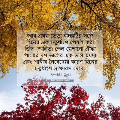 Picture 07 - যাত্ৰা 29:40 BENIRV - আর প্রথম ভেড়া - Bible Verse Picture