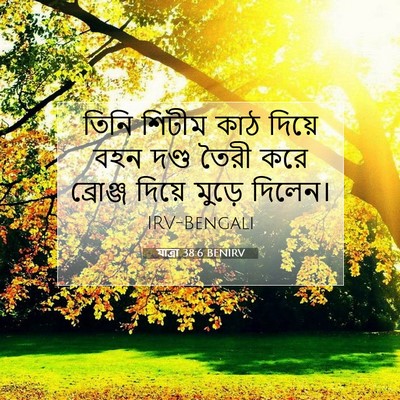 Picture 07 - যাত্ৰা 38:6 BENIRV - তিনি শিটীম কাঠ - Bible Verse Picture