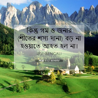 Picture 07 - যাত্ৰা 9:32 BENIRV - কিন্তু গম ও জনার - Bible Verse Picture