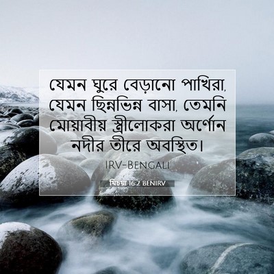Picture 07 - যিচয়া 16:2 BENIRV - যেমন ঘুরে বেড়ানো - Bible Verse Picture