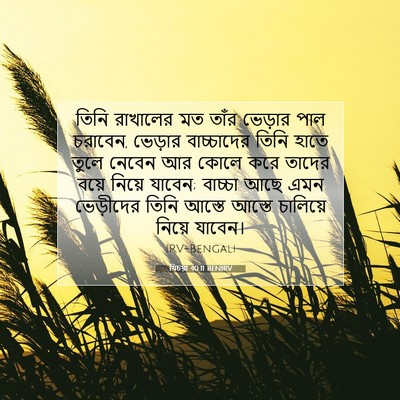 Picture 07 - যিচয়া 40:11 BENIRV - তিনি রাখালের মত - Bible Verse Picture