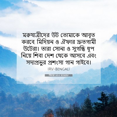 Picture 07 - যিচয়া 60:6 BENIRV - মরুযাত্রীদের উট - Bible Verse Picture