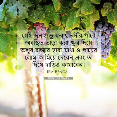 Picture 07 - যিচয়া 7:20 BENIRV - সেই দিন প্রভু ফরাৎ - Bible Verse Picture