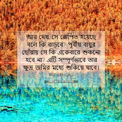 Picture 07 - যিহিষ্কেল 17:10 BENIRV - আর দেখ, সে রোপিত - Bible Verse Picture