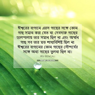 Picture 07 - যিহিষ্কেল 31:8 BENIRV - ঈশ্বরের বাগানে - Bible Verse Picture