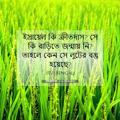 Picture 07 - যিৰিমিয়া 2:14 BENIRV - ইস্রায়েল কি - Bible Verse Picture