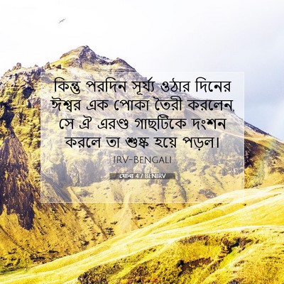 Picture 07 - যোনা 4:7 BENIRV - কিন্তু পরদিন - Bible Verse Picture
