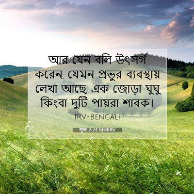 Picture 07 - লূক 2:24 BENIRV - আর যেন বলি উৎসর্গ - Bible Verse Picture