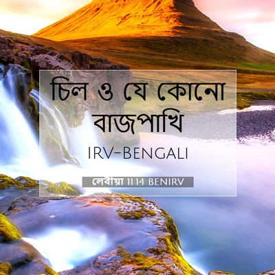 Picture 07 - লেবীয়া 11:14 BENIRV - চিল ও যে কোনো - Bible Verse Picture