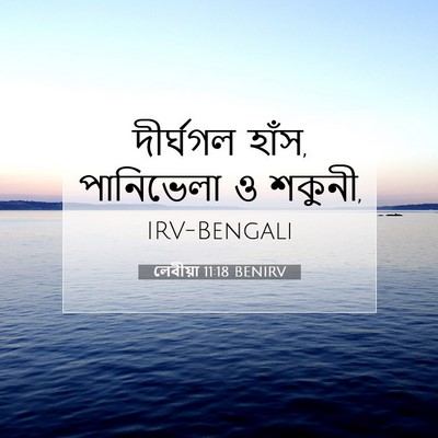Picture 07 - লেবীয়া 11:18 BENIRV - দীর্ঘগল হাঁস, - Bible Verse Picture