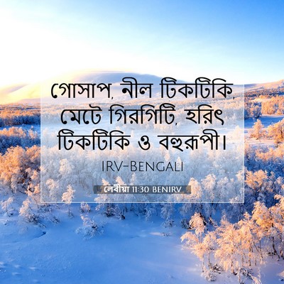 Picture 07 - লেবীয়া 11:30 BENIRV - গোসাপ, নীল টিকটিকি, - Bible Verse Picture