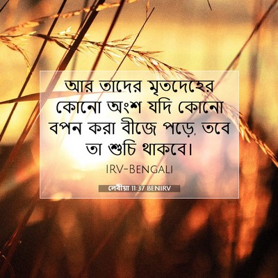Picture 07 - লেবীয়া 11:37 BENIRV - আর তাদের মৃতদেহের - Bible Verse Picture