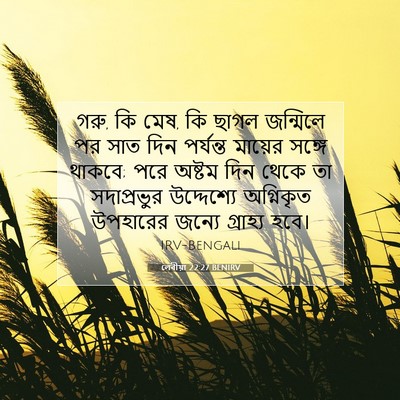 Picture 07 - লেবীয়া 22:27 BENIRV - গরু, কি মেষ, কি ছাগল - Bible Verse Picture