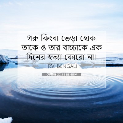 Picture 07 - লেবীয়া 22:28 BENIRV - গরু কিংবা ভেড়া - Bible Verse Picture