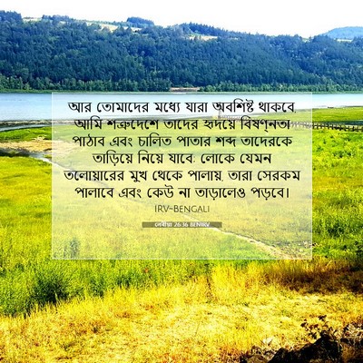 Picture 07 - লেবীয়া 26:36 BENIRV - আর তোমাদের মধ্যে - Bible Verse Picture