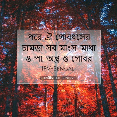Picture 07 - লেবীয়া 4:11 BENIRV - পরে ঐ গোবৎসের - Bible Verse Picture
