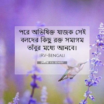 Picture 07 - লেবীয়া 4:16 BENIRV - পরে অভিষিক্ত যাজক - Bible Verse Picture