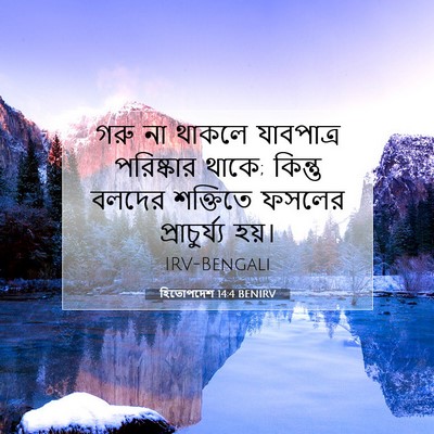 Picture 07 - হিতোপদেশ 14:4 BENIRV - গরু না থাকলে - Bible Verse Picture