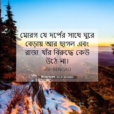 Picture 07 - হিতোপদেশ 30:31 BENIRV - মোরগ যে দর্পের - Bible Verse Picture