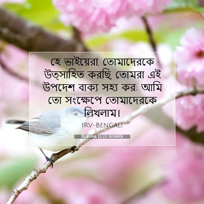 Picture 07 - হিব্রুদের 13:22 BENIRV - হে ভাইয়েরা, - Bible Verse Picture