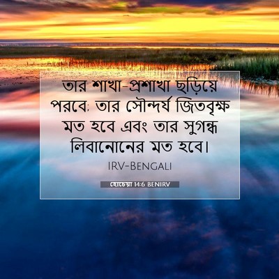 Picture 07 - হোচেয়া 14:6 BENIRV - তার শাখা-প্রশাখা - Bible Verse Picture