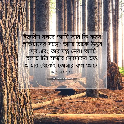 Picture 07 - হোচেয়া 14:8 BENIRV - ইফ্রয়িম বলবে, আমি - Bible Verse Picture