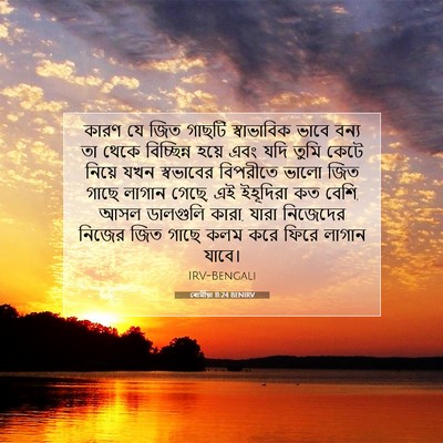 Picture 07 - ৰোমীয়া 11:24 BENIRV - কারণ যে জিত গাছটি - Bible Verse Picture